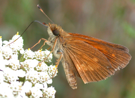 Broad-winged Skipper